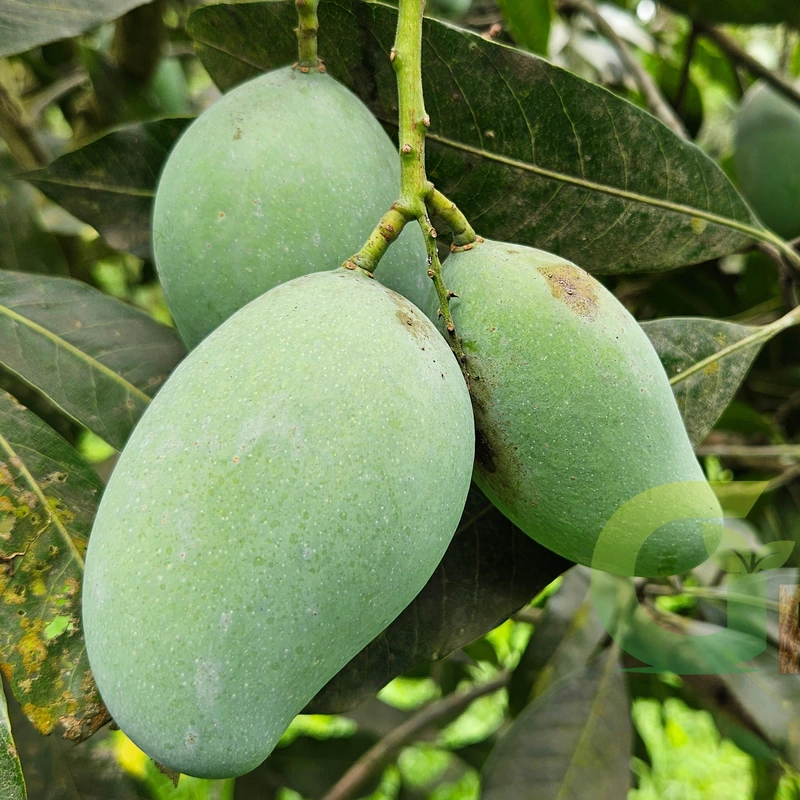 Amrupali Mango-10 kg
