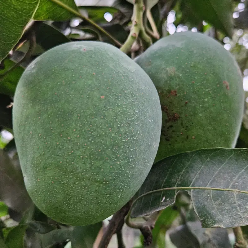 Himsagor Mango-20 kg